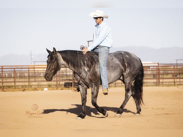 American Quarter Horse Gelding 8 years 14.3 hh Roan-Blue in Wickenburg