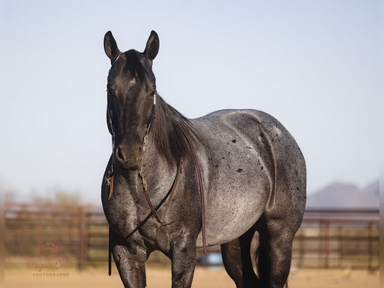 American Quarter Horse Gelding 8 years 14.3 hh Roan-Blue in Wickenburg