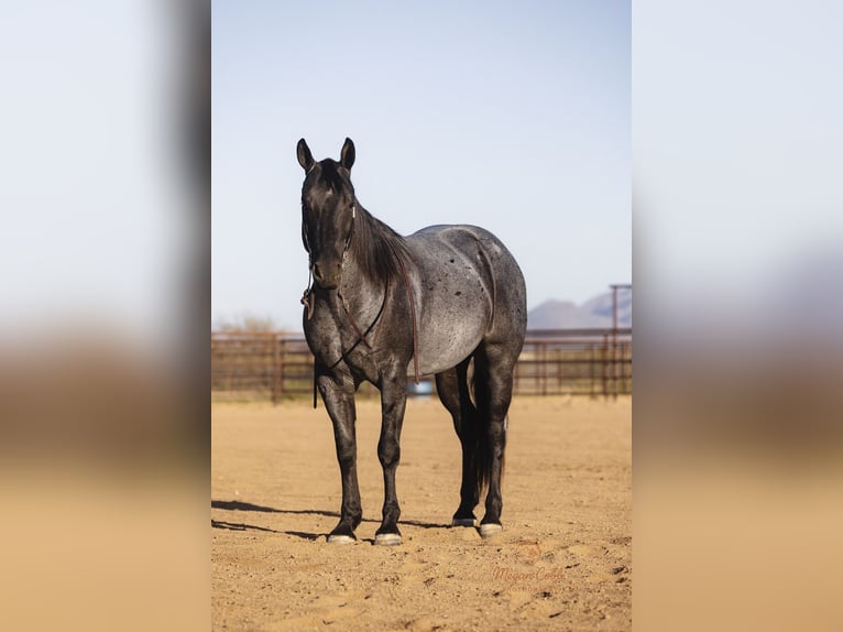 American Quarter Horse Gelding 8 years 14.3 hh Roan-Blue in Wickenburg