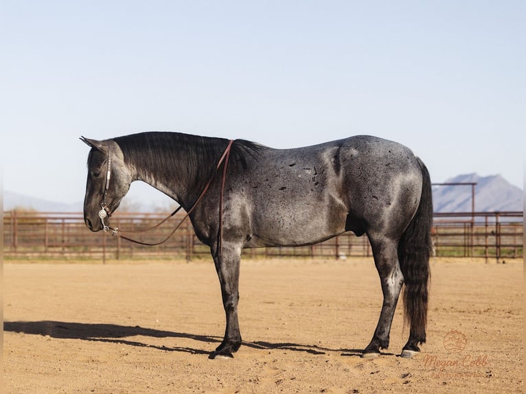 American Quarter Horse Gelding 8 years 14.3 hh Roan-Blue in Wickenburg