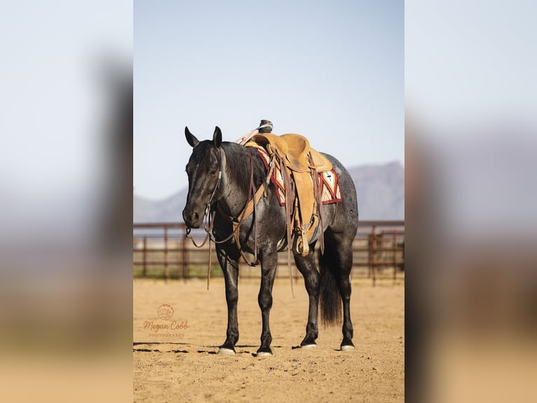 American Quarter Horse Gelding 8 years 14.3 hh Roan-Blue in Wickenburg