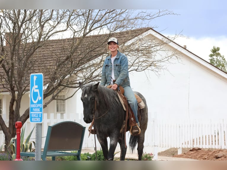 American Quarter Horse Gelding 8 years 14.3 hh Roan-Blue in Camp Verde AZ
