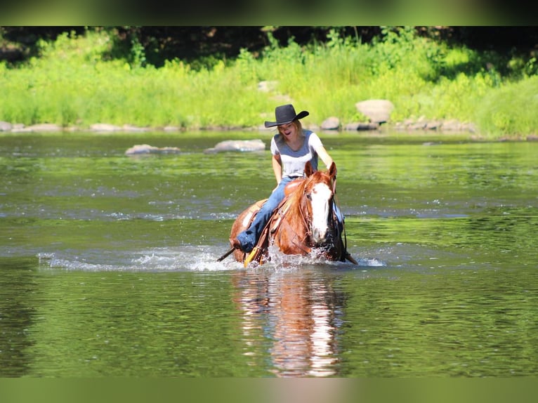 American Quarter Horse Gelding 8 years 14,3 hh Roan-Red in Brookville, PA