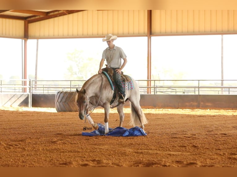 American Quarter Horse Gelding 8 years 14,3 hh Roan-Red in Whitesboro, TX