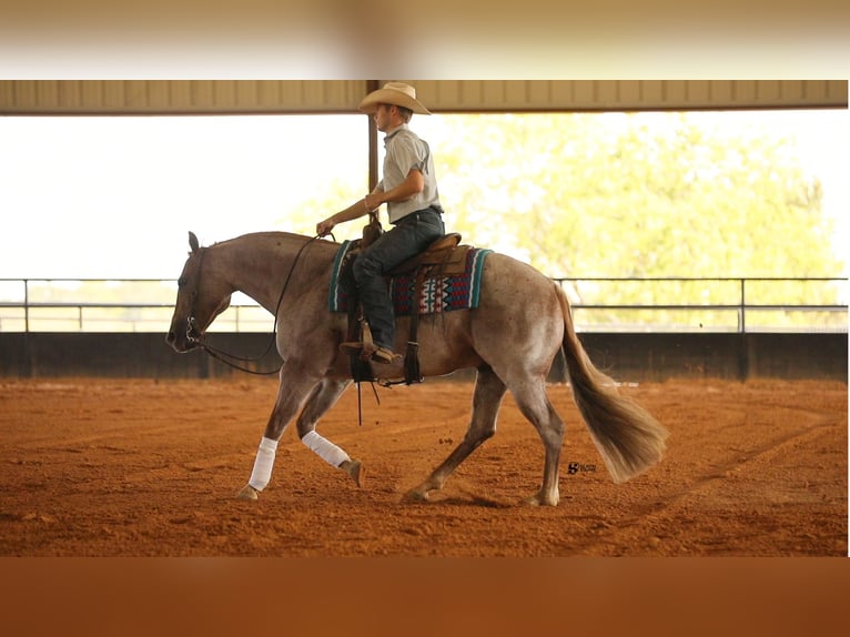 American Quarter Horse Gelding 8 years 14,3 hh Roan-Red in Whitesboro, TX