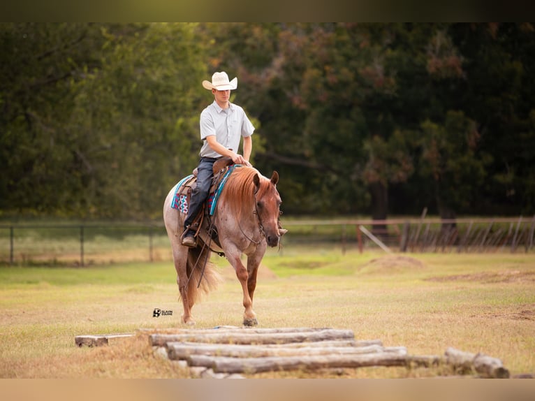 American Quarter Horse Gelding 8 years 14,3 hh Roan-Red in Whitesboro, TX