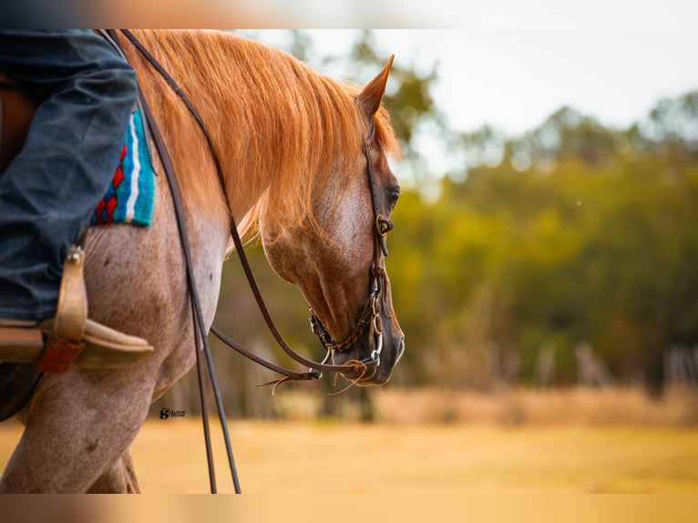 American Quarter Horse Gelding 8 years 14,3 hh Roan-Red in Whitesboro, TX