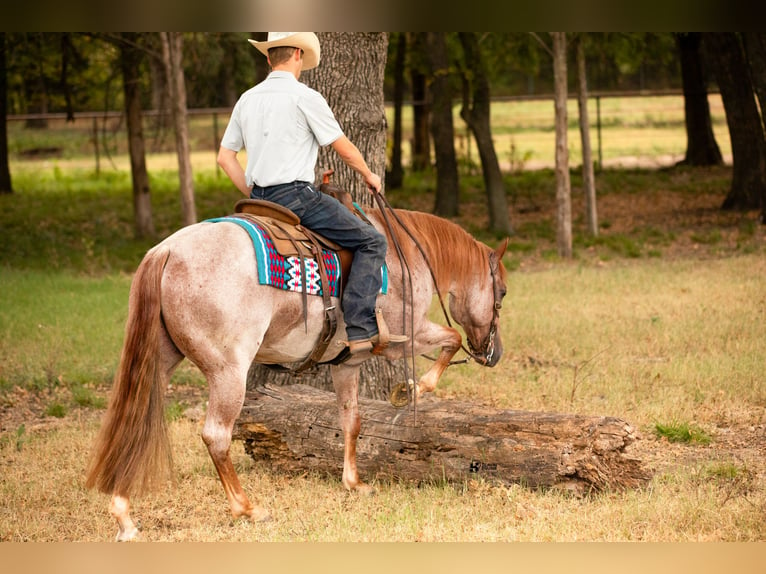 American Quarter Horse Gelding 8 years 14,3 hh Roan-Red in Whitesboro, TX