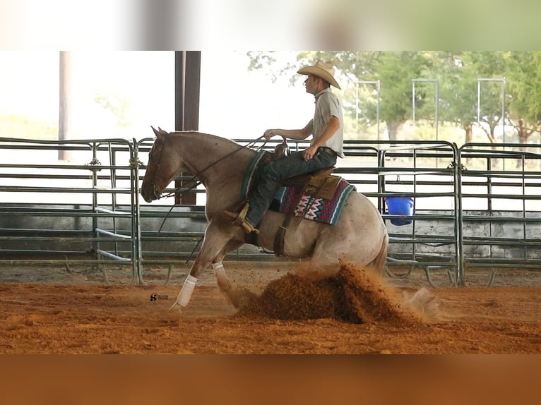 American Quarter Horse Gelding 8 years 14,3 hh Roan-Red in Whitesboro, TX