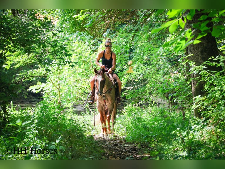 American Quarter Horse Gelding 8 years 14,3 hh Roan-Red in Flemingsburg KY