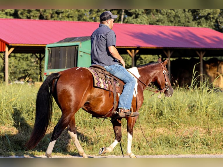 American Quarter Horse Gelding 8 years 14,3 hh Tobiano-all-colors in Santa Fe, TN
