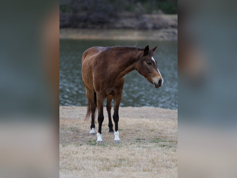 American Quarter Horse Gelding 8 years 14 hh Bay in Forney