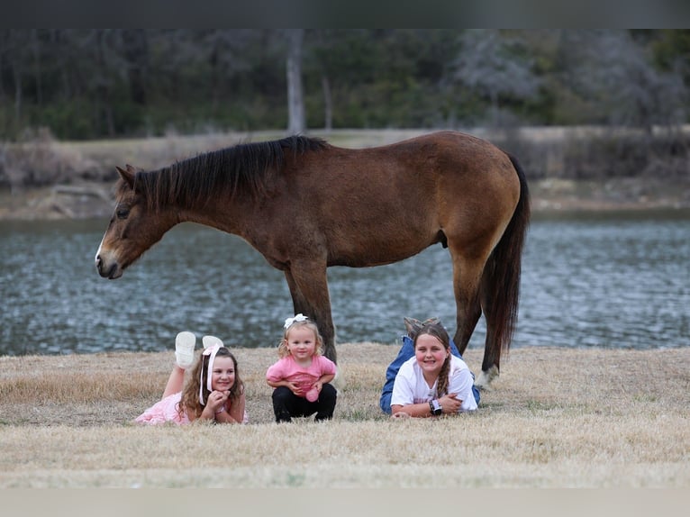 American Quarter Horse Gelding 8 years 14 hh Bay in Forney