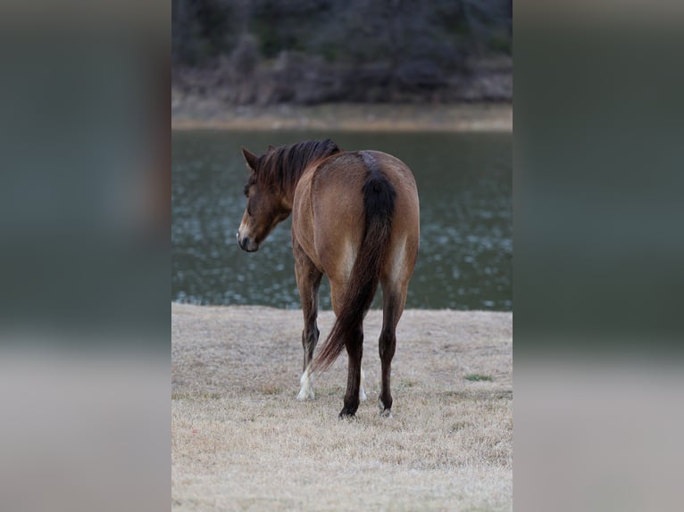 American Quarter Horse Gelding 8 years 14 hh Bay in Forney