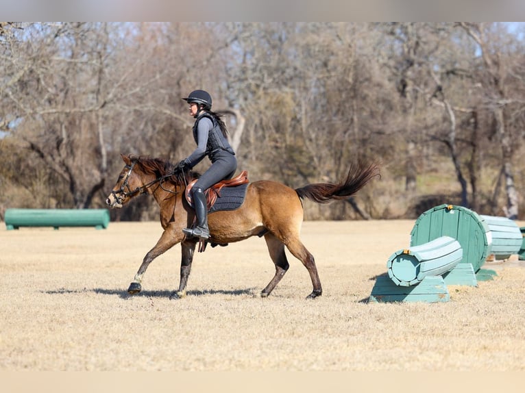 American Quarter Horse Gelding 8 years 14 hh Bay in Forney