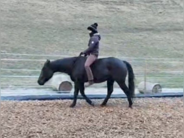American Quarter Horse Gelding 8 years 14 hh Black in Land-Übelbach