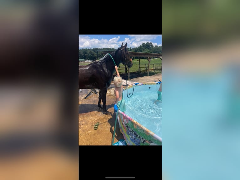 American Quarter Horse Gelding 8 years 14 hh Black in Huntland TN