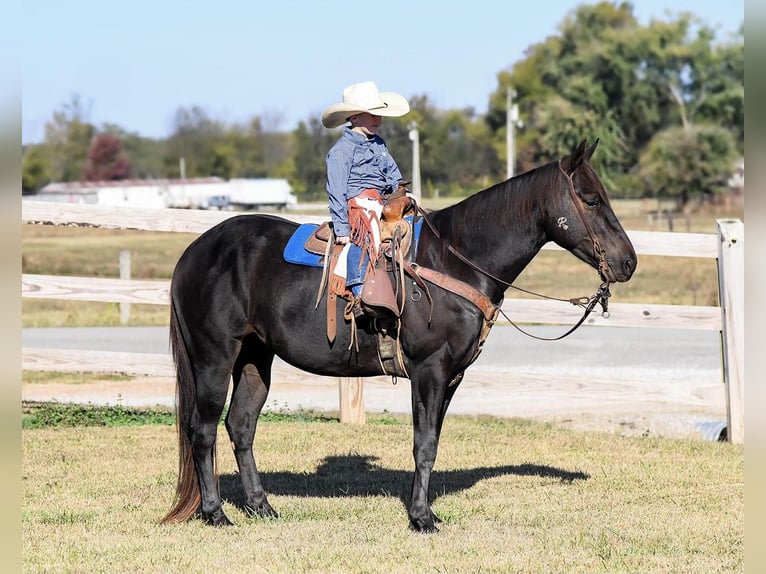 American Quarter Horse Gelding 8 years 14 hh Black in Huntland TN