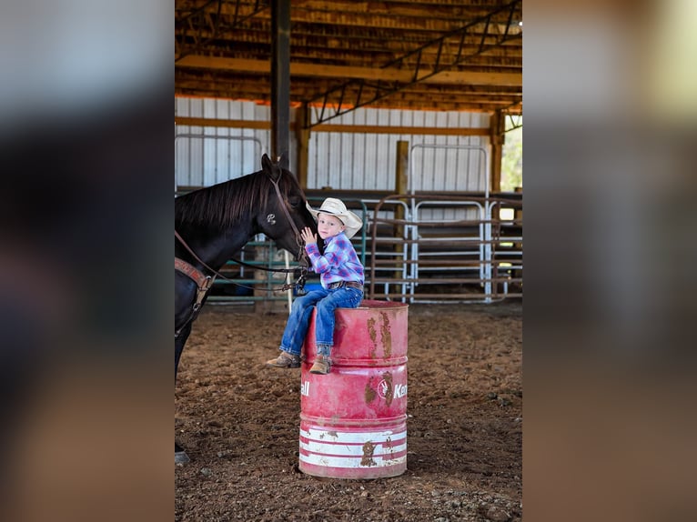 American Quarter Horse Gelding 8 years 14 hh Black in Huntland TN