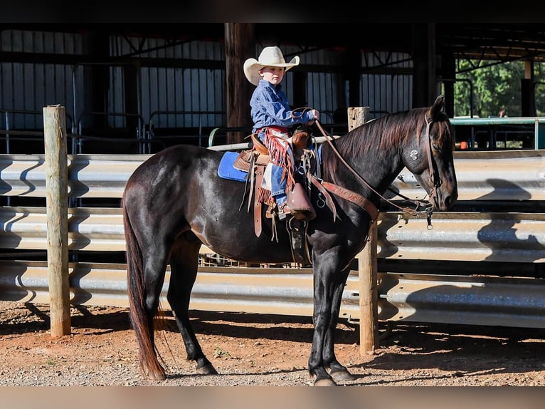 American Quarter Horse Gelding 8 years 14 hh Black in Huntland TN