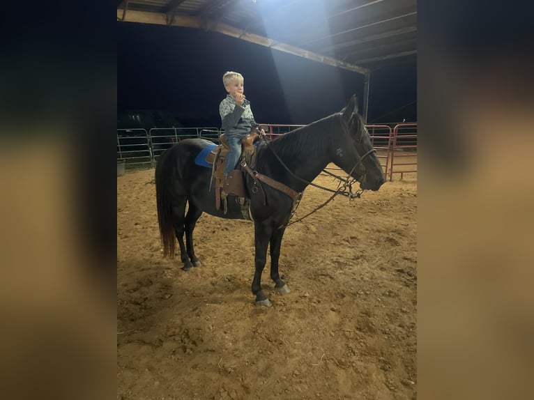 American Quarter Horse Gelding 8 years 14 hh Black in Huntland TN