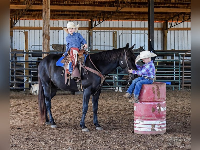 American Quarter Horse Gelding 8 years 14 hh Black in Huntland TN