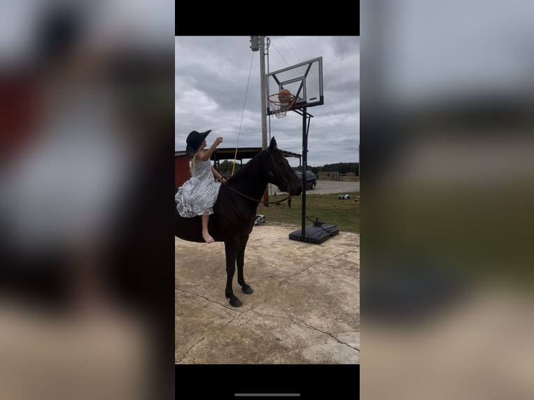 American Quarter Horse Gelding 8 years 14 hh Black in Huntland TN