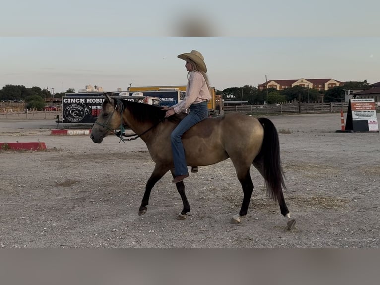 American Quarter Horse Gelding 8 years 14 hh Buckskin in Ponder