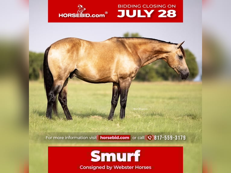 American Quarter Horse Gelding 8 years 14 hh Buckskin in Ponder