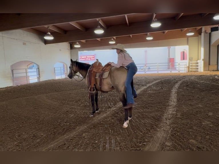 American Quarter Horse Gelding 8 years 14 hh Buckskin in Ponder