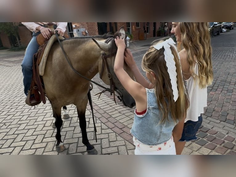 American Quarter Horse Gelding 8 years 14 hh Buckskin in Ponder