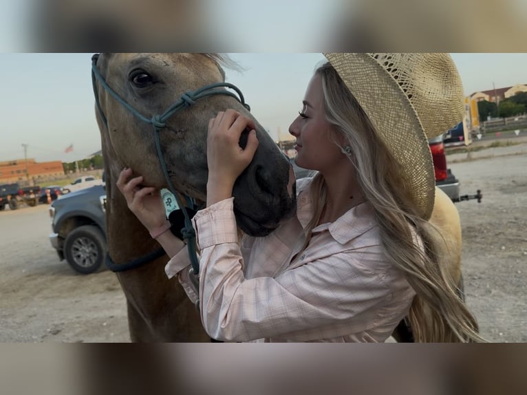 American Quarter Horse Gelding 8 years 14 hh Buckskin in Ponder