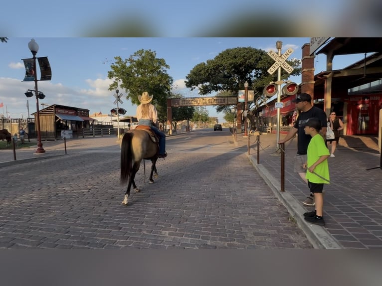 American Quarter Horse Gelding 8 years 14 hh Buckskin in Ponder