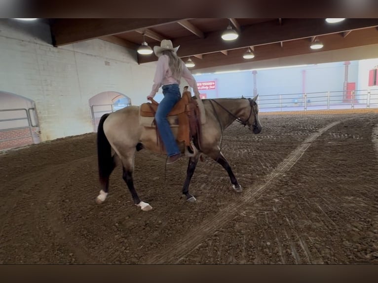 American Quarter Horse Gelding 8 years 14 hh Buckskin in Ponder