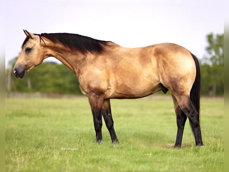 American Quarter Horse Gelding 8 years 14 hh Buckskin in Ponder
