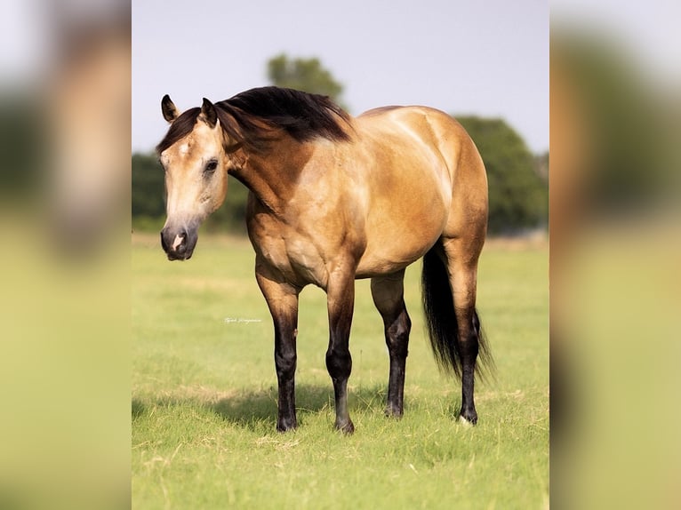American Quarter Horse Gelding 8 years 14 hh Buckskin in Ponder