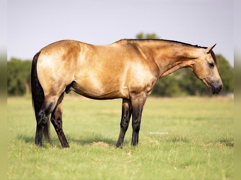 American Quarter Horse Gelding 8 years 14 hh Buckskin in Ponder