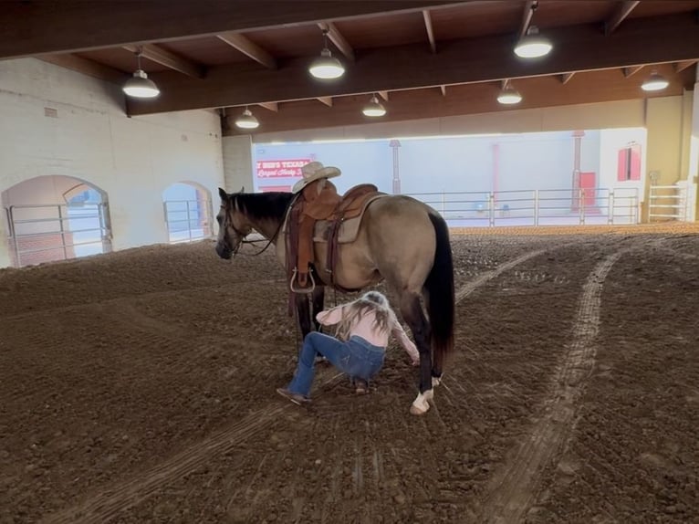 American Quarter Horse Gelding 8 years 14 hh Buckskin in Ponder