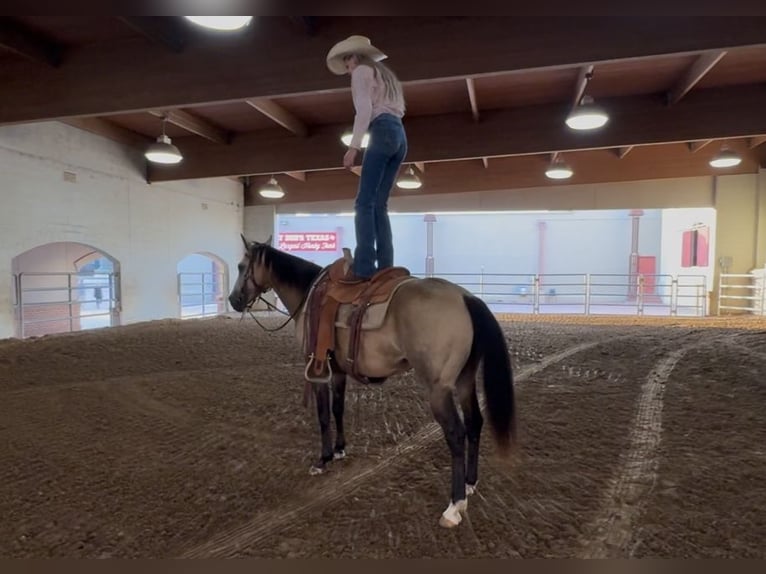 American Quarter Horse Gelding 8 years 14 hh Buckskin in Ponder