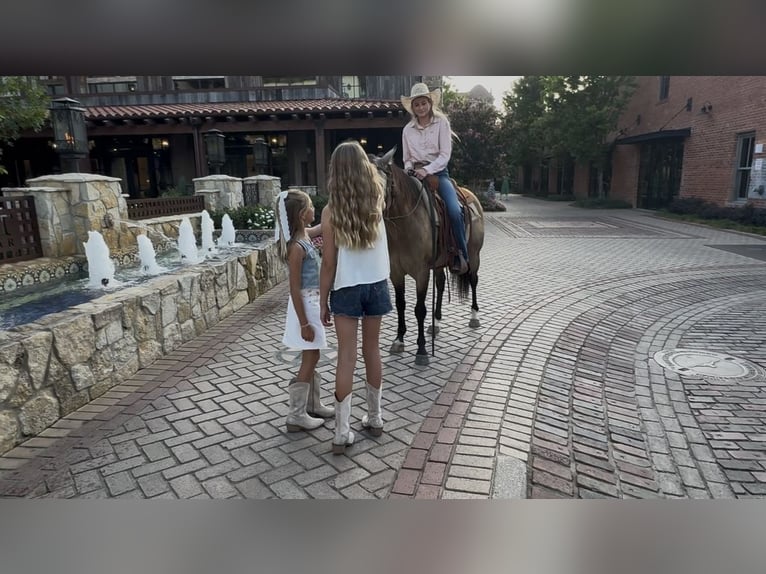 American Quarter Horse Gelding 8 years 14 hh Buckskin in Ponder