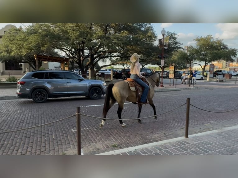 American Quarter Horse Gelding 8 years 14 hh Buckskin in Ponder