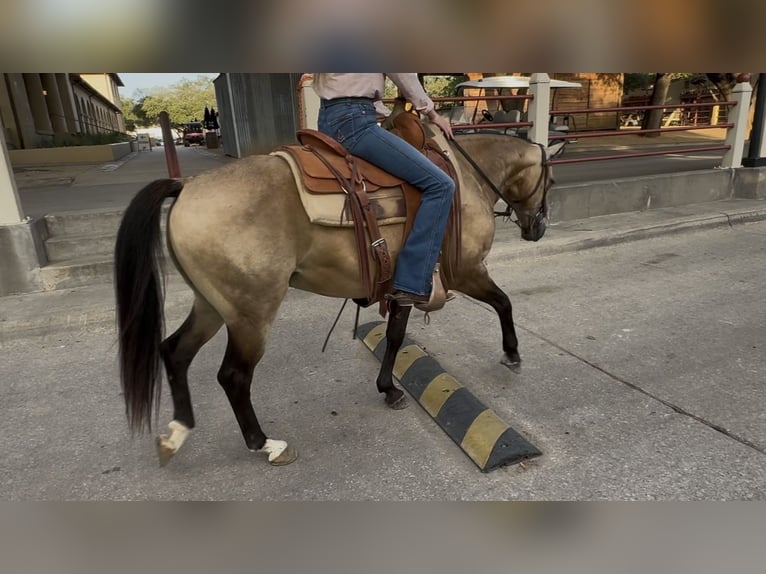 American Quarter Horse Gelding 8 years 14 hh Buckskin in Ponder