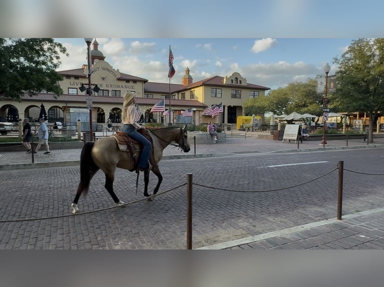 American Quarter Horse Gelding 8 years 14 hh Buckskin in Ponder