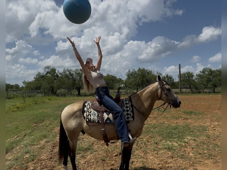 American Quarter Horse Gelding 8 years 14 hh Buckskin in Springtown
