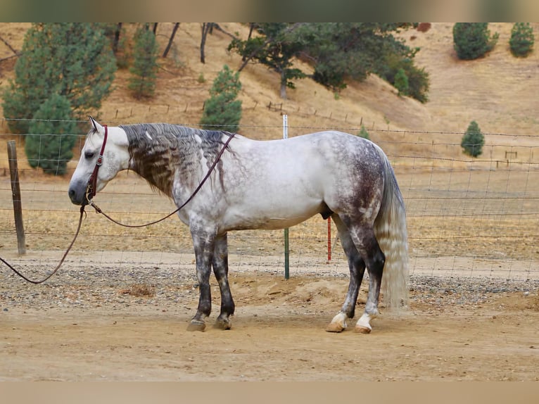 American Quarter Horse Gelding 8 years 14 hh Grey-Dapple in Tres Pinos