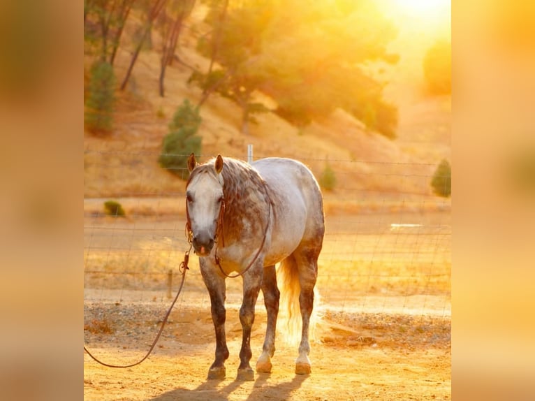 American Quarter Horse Gelding 8 years 14 hh Grey-Dapple in Tres Pinos