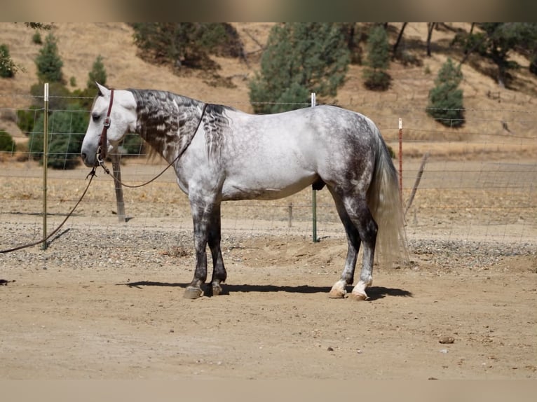 American Quarter Horse Gelding 8 years 14 hh Grey-Dapple in Tres Pinos