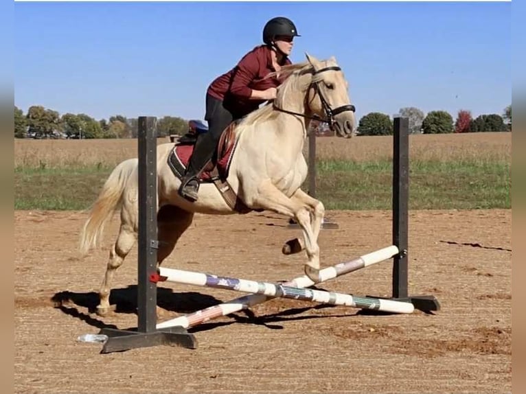 American Quarter Horse Gelding 8 years 14 hh Palomino in Auburn