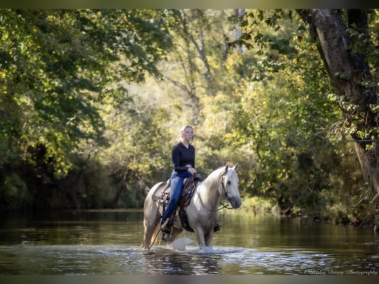 American Quarter Horse Gelding 8 years 14 hh Palomino in Auburn