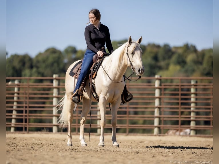 American Quarter Horse Gelding 8 years 14 hh Palomino in Auburn